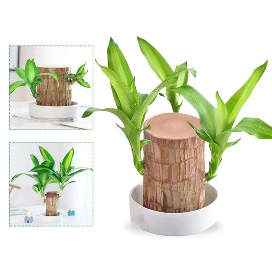 🌿 Lucky Brazilian Wood Plant – Buy One Get One Free!