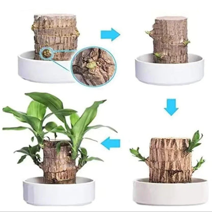 🌿 Lucky Brazilian Wood Plant – Buy One Get One Free!