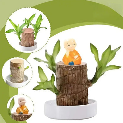 🌿 Lucky Brazilian Wood Plant – Buy One Get One Free!