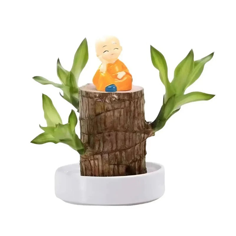 🌿 Lucky Brazilian Wood Plant – Buy One Get One Free!